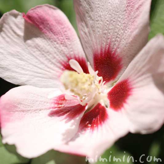 木槿の花・ピンク×白