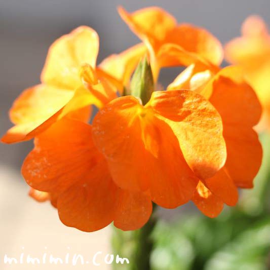 クロサンドラ クロッサンドラ の花言葉 花の写真 みみみんブログ