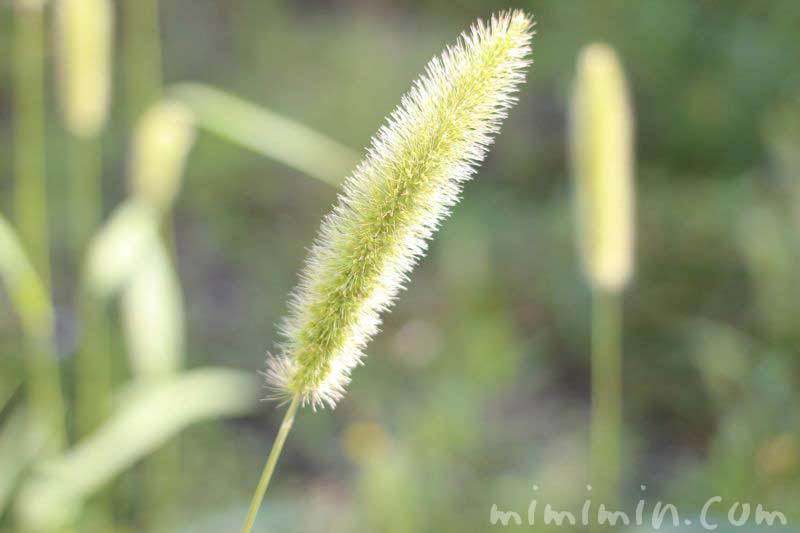 エノコログサ ネコジャラシ の花言葉 花の写真 みみみんブログ