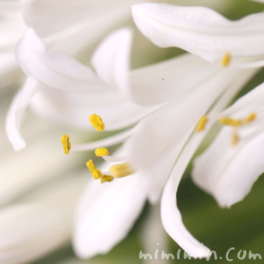 白いアガパンサスの花