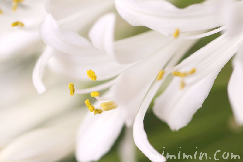 白いアガパンサス 花の写真 花言葉 みみみんブログ