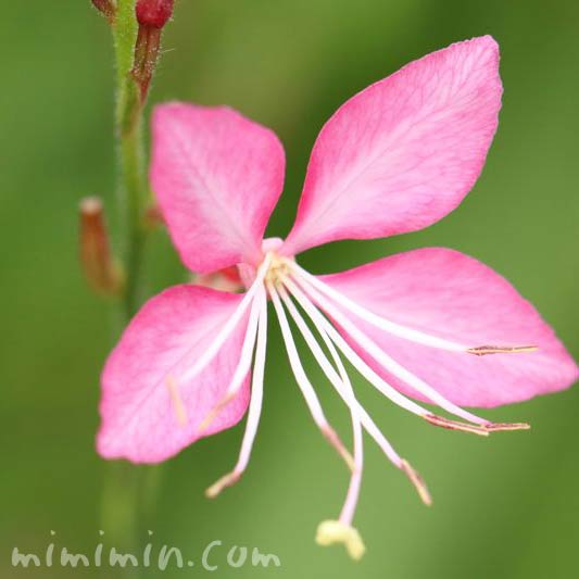 ガウラの花言葉 ピンク色のガウラ 山桃草 の花の写真 みみみんブログ
