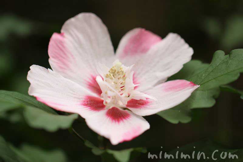 ムクゲ・白✕ピンクの花の写真