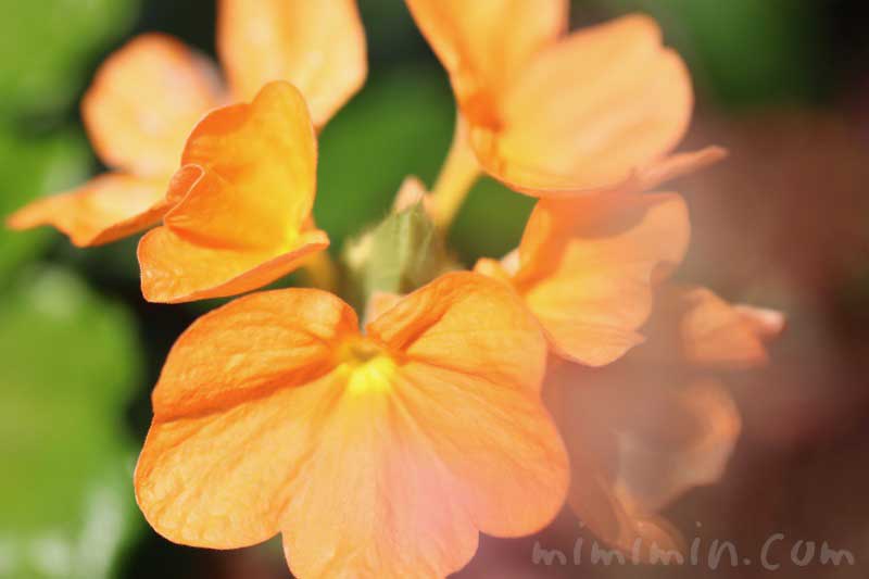 クロサンドラ クロッサンドラ の花言葉 花の写真 みみみんブログ
