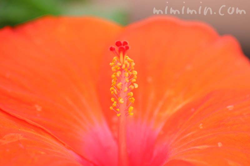橙色のハイビスカスの花の画像