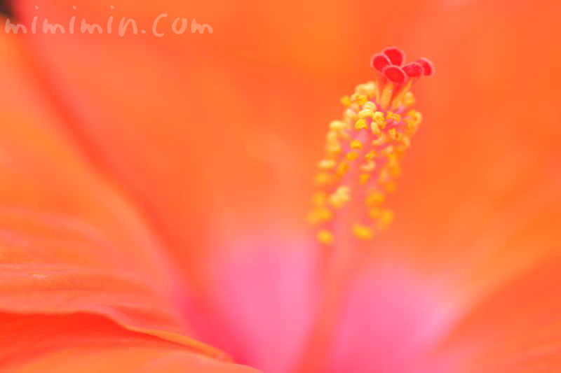 ハイビスカスの花 橙色の写真