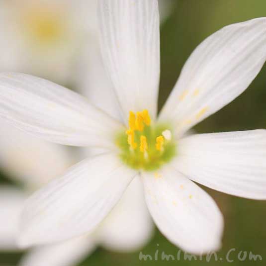 ゼフィランサス レインリリー の花の写真 花言葉 名前の由来 みみみんブログ