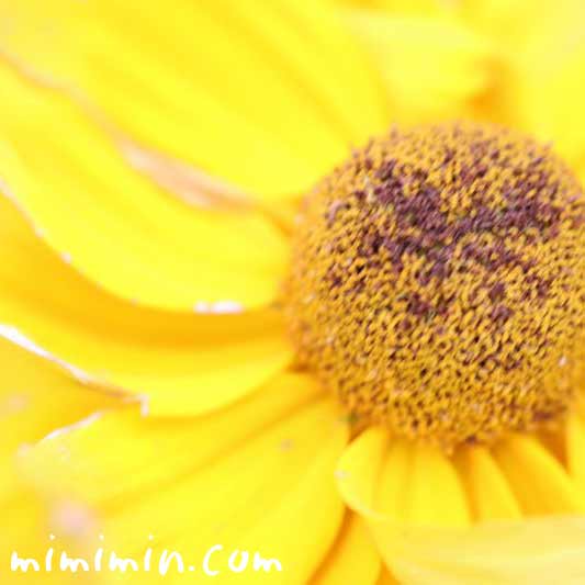 ルドベキアの花・黄色