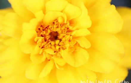 マリーゴールドの花の写真・黄色・八重咲き