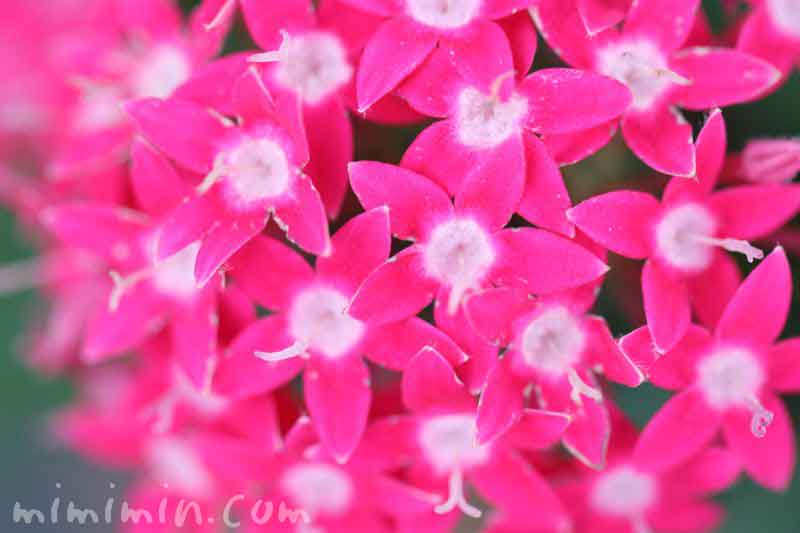 ペンタスの花・濃いピンクの写真