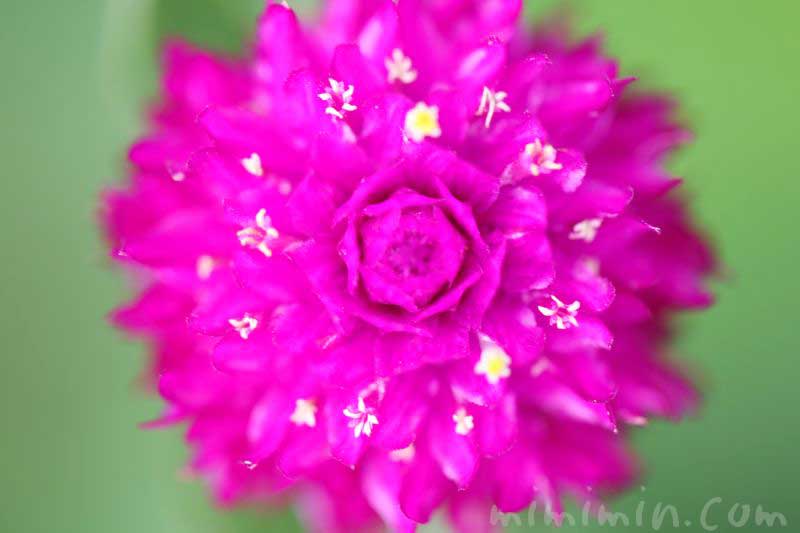 センニチコウ 千日紅 の花言葉 赤紫のセンニチコウの写真 みみみんブログ