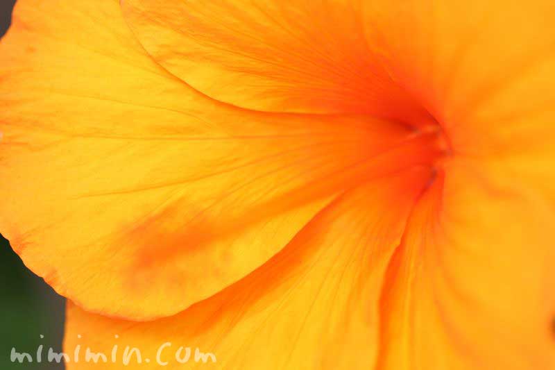 ハイビスカスの花・オレンジ色の写真