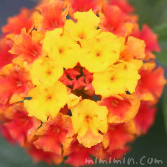 ランタナ（黄色×オレンジ色）の花の画像
