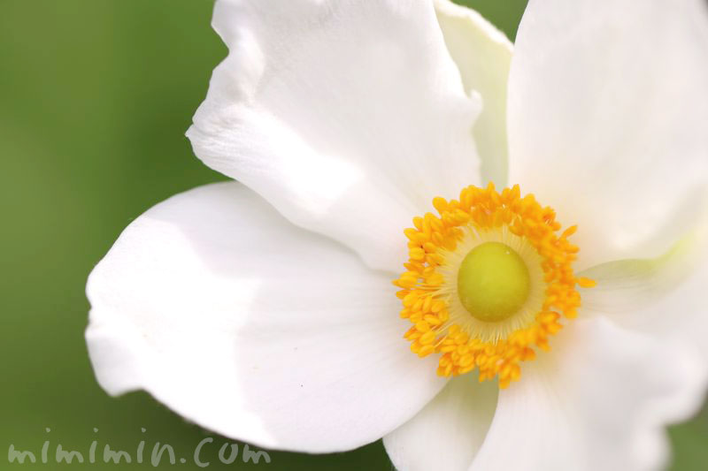 シュウメイギク（白）の花言葉と誕生花の画像