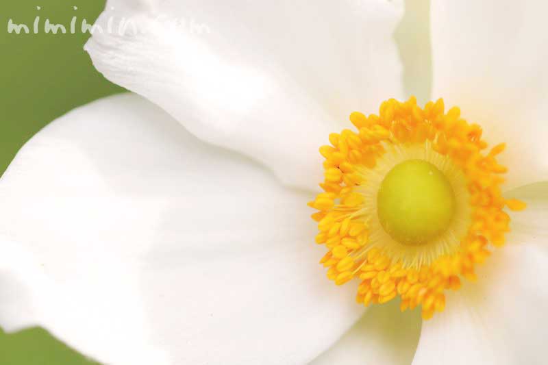 シュウメイギク（白々）の花言葉と誕生花