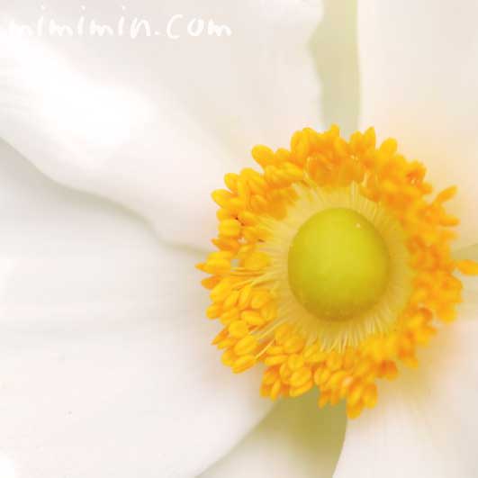 シュウメイギクの花言葉・誕生花の画像