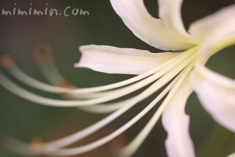 リコリス・アルビフローラの花の写真