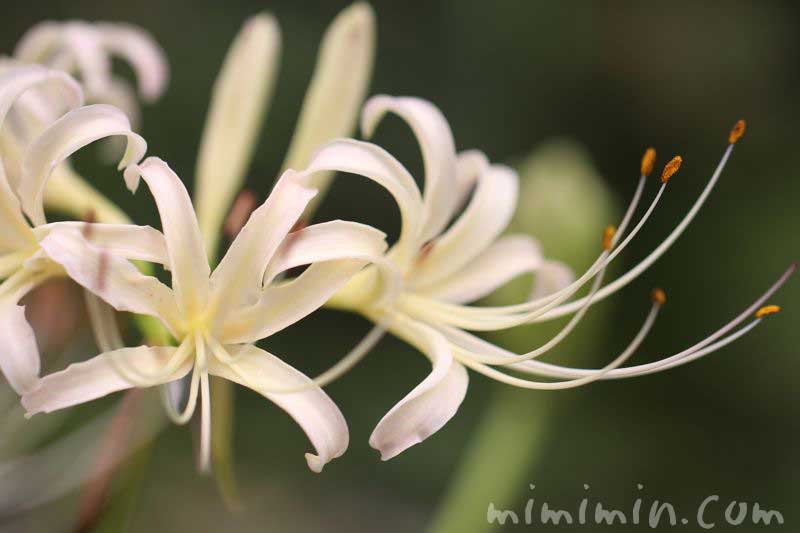 シロバナマンジュシャゲの花の写真