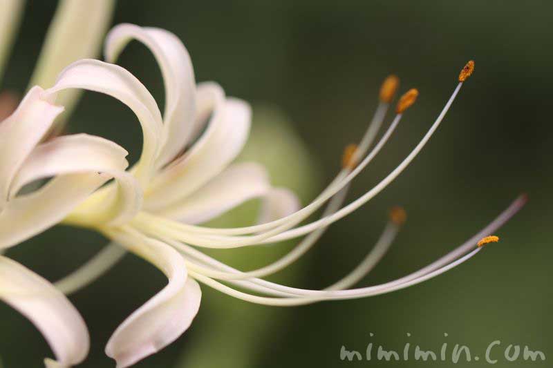 リコリスの花の画像