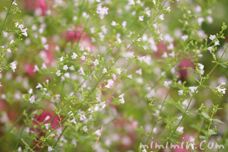 カラミンサの花の写真