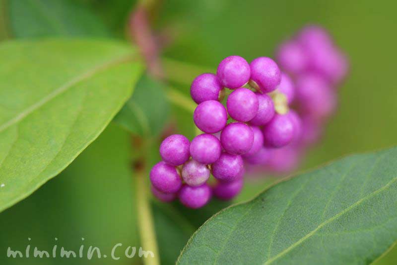 コムラサキ 小紫 とムラサキシキブ 紫式部 の花言葉 名前の由来 みみみんブログ