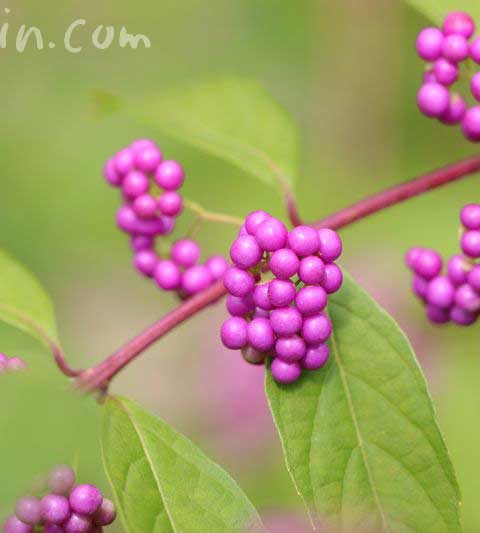 コムラサキ(小紫)とムラサキシキブ(紫式部)の花言葉・名前の由来