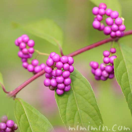 コムラサキ 小紫 とムラサキシキブ 紫式部 の花言葉 名前の由来 みみみんブログ
