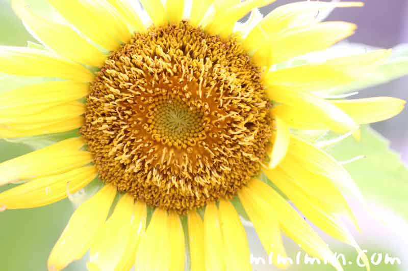 向日葵の花の画像