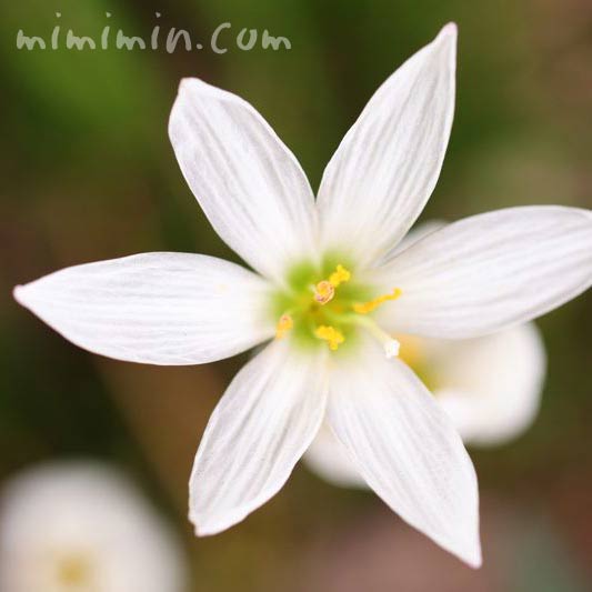 白いタマスダレの花の写真