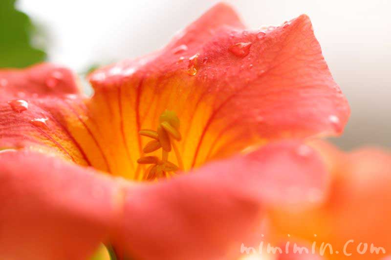 ノウゼンカズラの花 橙色の写真