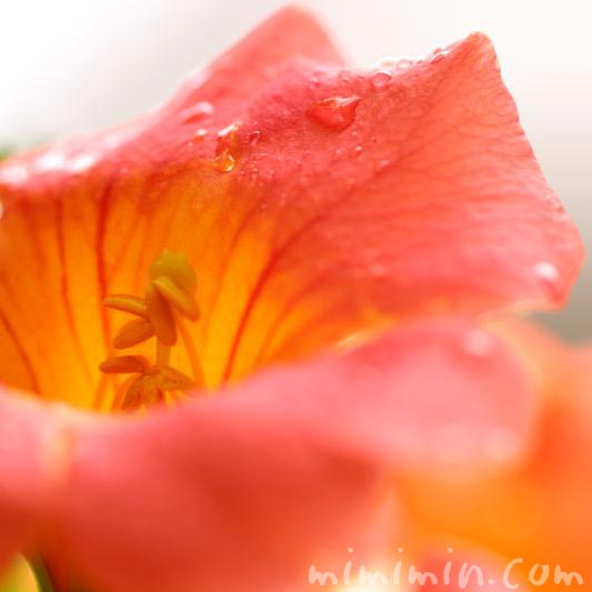 ノウゼンカズラの花 オレンジ色の写真