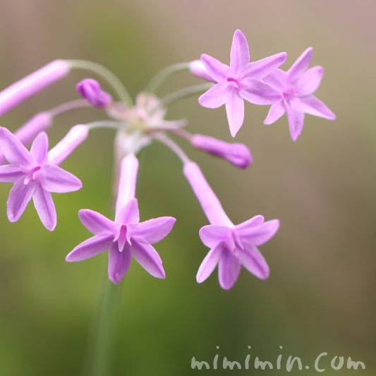 ツルバキアの花の写真
