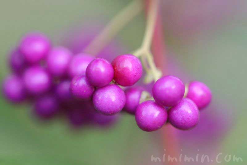 小紫の花言葉と実の写真