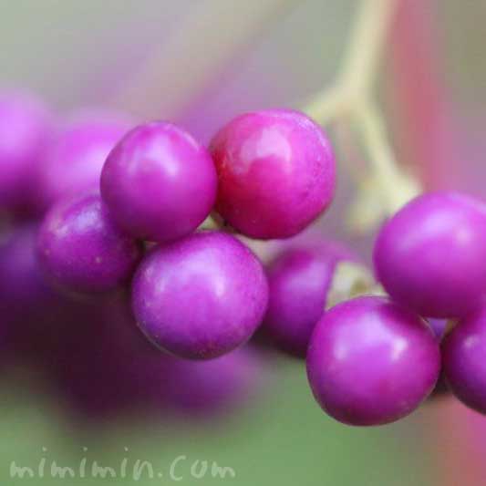 小紫の実の写真・花言葉
