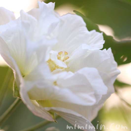 八重咲きの芙蓉の画像