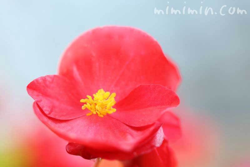 ベゴニア センパフローレンスの花・赤