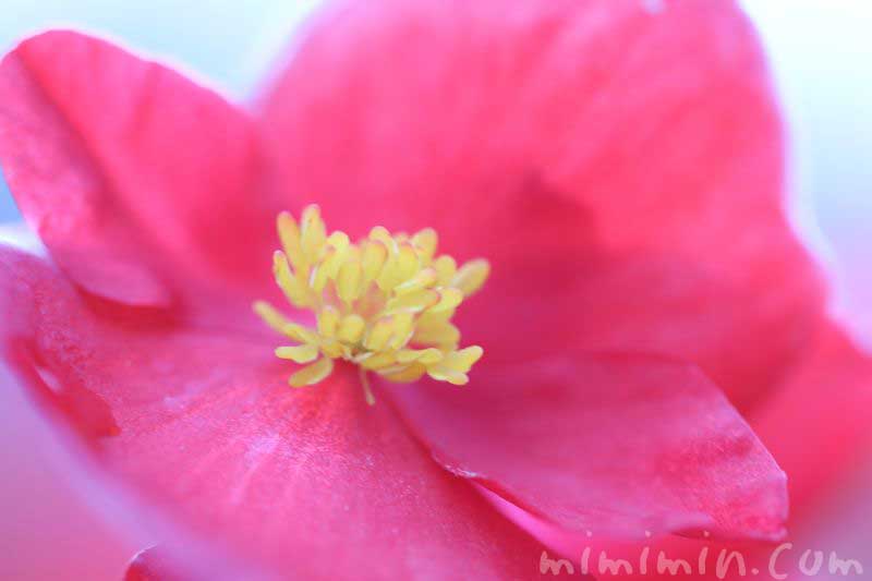 四季咲きベゴニアの花の写真・赤