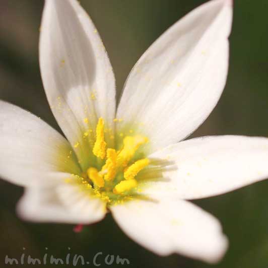タマスダレの花（白）の写真と花言葉の画像