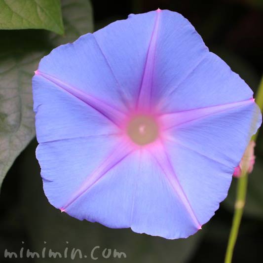 アサガオの花・ブルーの写真