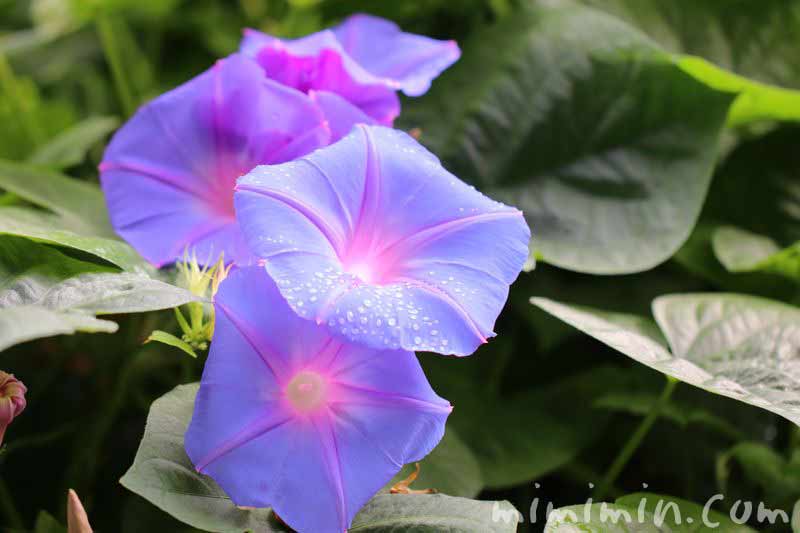 アサガオの花・青の画像