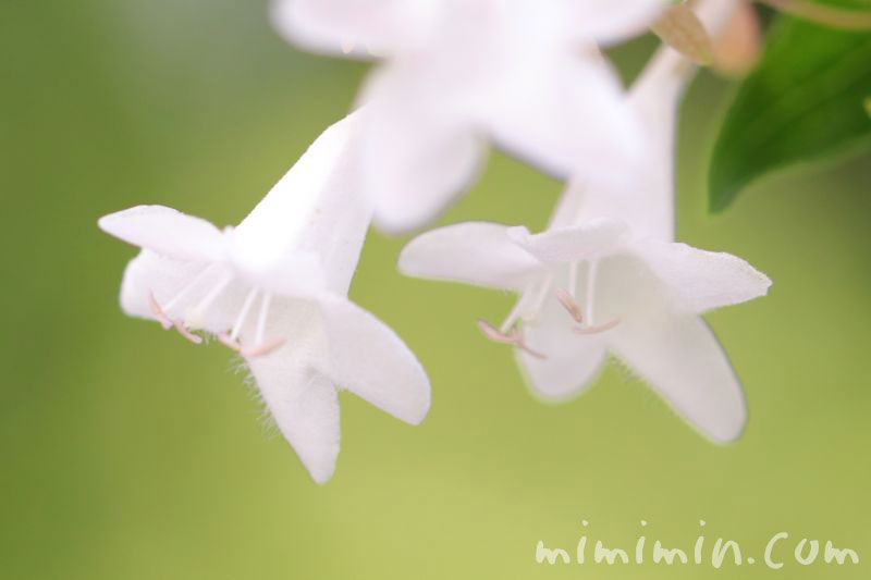 アベリアの花・白の画像