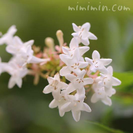 白いアベリアの花の画像