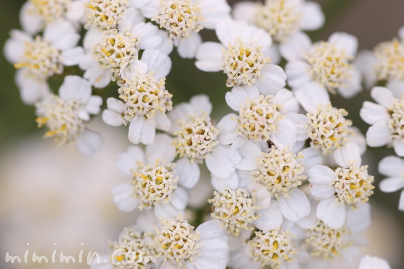 セイヨウノコギリソウ ヤロウ の花の写真 花言葉 効能 みみみんブログ