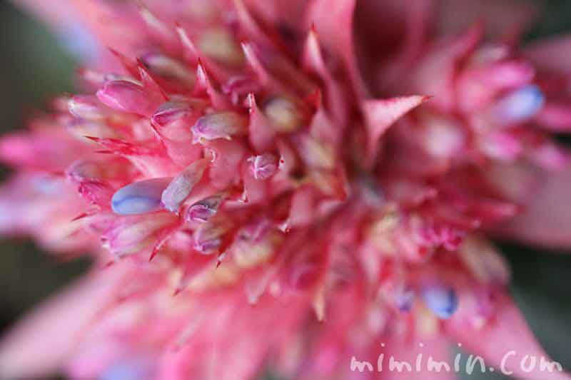 エクメア・ファッシアータの花の写真