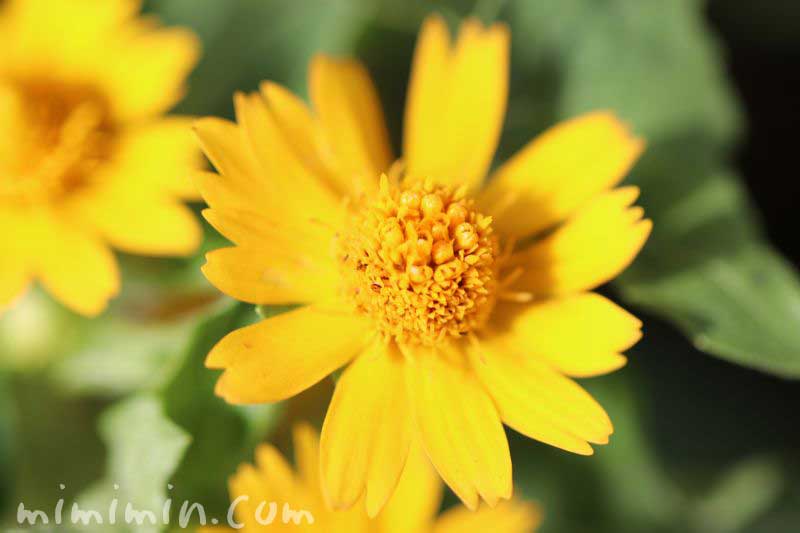 メランポジウム メランポジューム の花言葉 花の写真 みみみんブログ