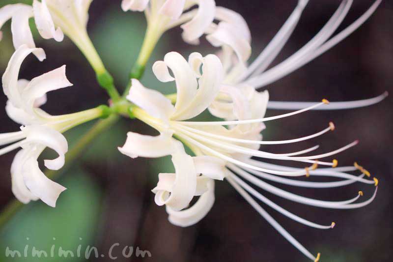 シロバナマンジュシャゲの花