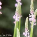 ブラキカム ヒメコスモス の花の写真 花言葉 名前の由来 みみみんブログ