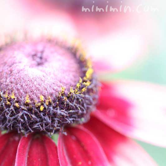 ルドベキアの花・赤の写真