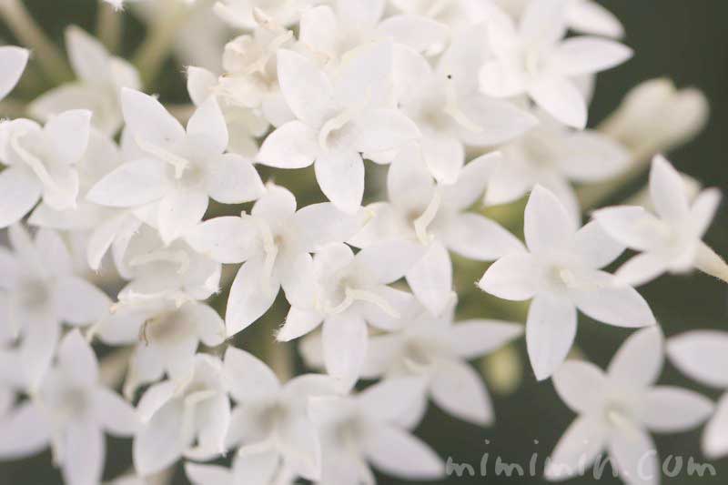 白いペンタスの写真・花言葉の画像
