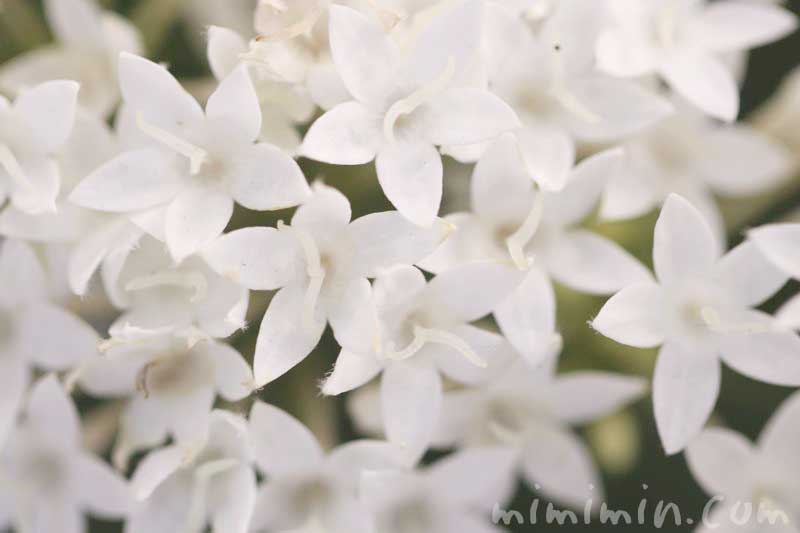 白いペンタスの花の写真と花言葉